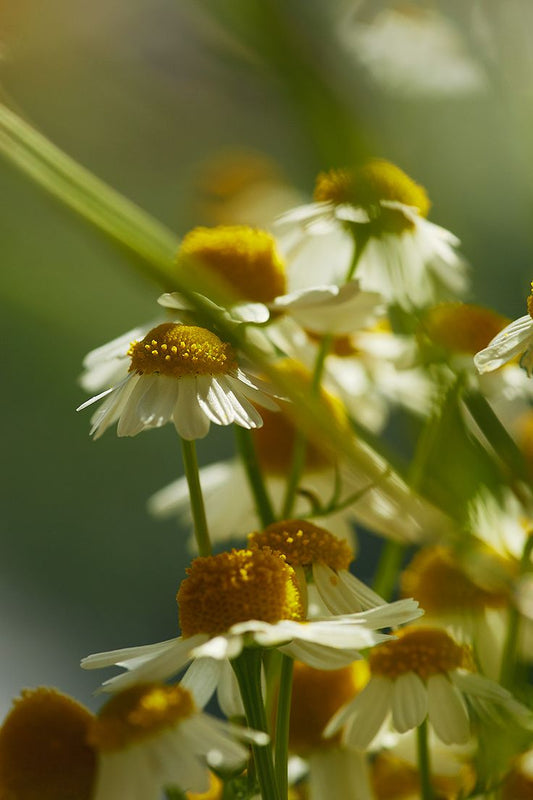 Into the heart of Chamomile.